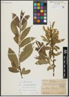 Foto von Salix alba L. x Salix pentandra L.